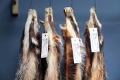 museum fur naturkunde berlin 5-2025 1448